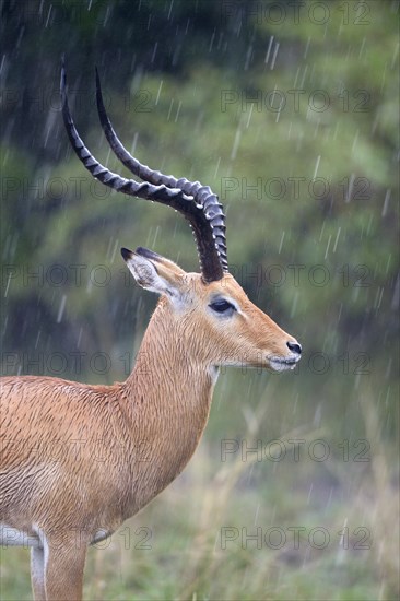 Impala (Aepyceros melampus)