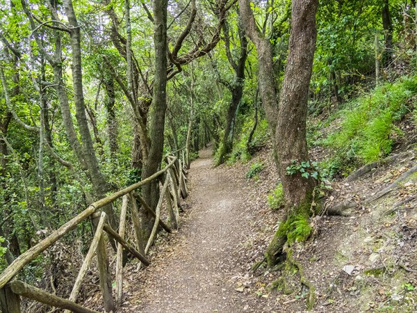Path in the woods