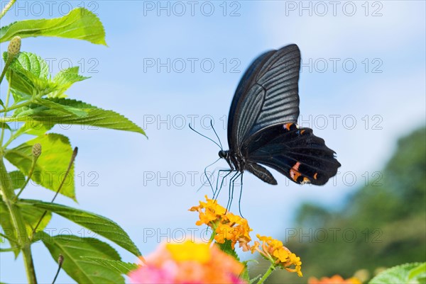 Black Swallowtail butterfly (Papilio polyxenes) sitting on Lantana (Lantana camara)