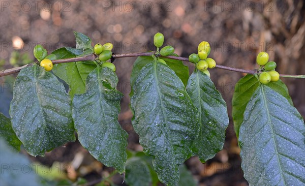 African Coffee (Coffea stenophylla)