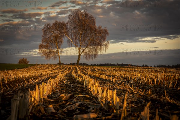 Harvested maize field with birch trees and a cloudy sky