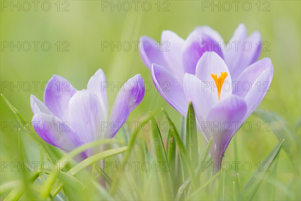 Purple crocuses (Crocus)