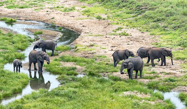 African Elephants (Loxodonta africana)