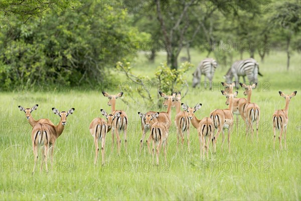 Herd of Impalas (Aepyceros melampus)