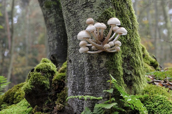 Porcelain Fungus (Oudemansiella mucida)