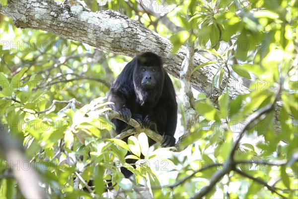 Mexican Black Howler Monkey (Alouatta pigra)