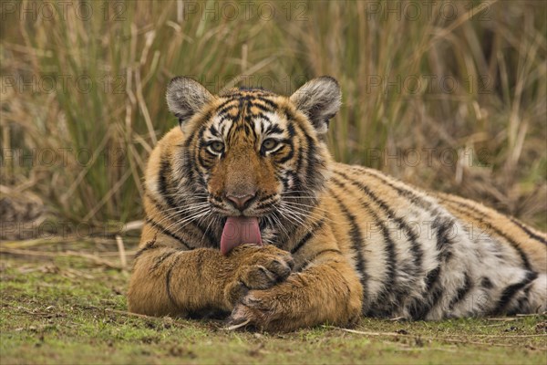 Sub-adult Bengal or Indian tiger (Panthera tigris tigris) resting on a grassy patch of ground