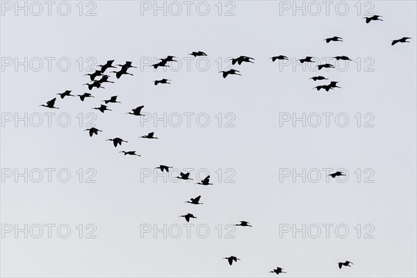 Glossy ibis (Plegadis falcinellus)
