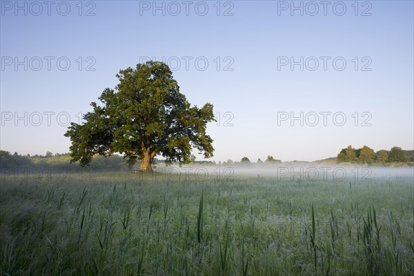 Morning atmosphere