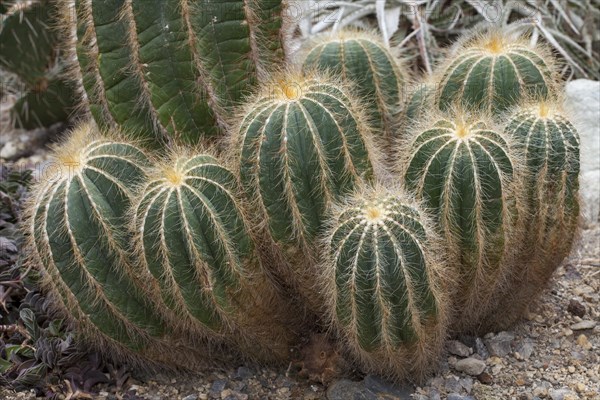 Cacti (Parodia magnifica