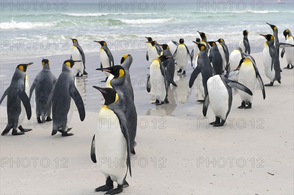 King Penguins (Aptenodytes patagonicus)
