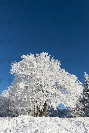 Snowy tree