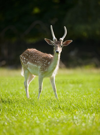 Fallow Deer (Dama dama)