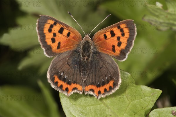 Small Copper (Lycaena phlaeas)