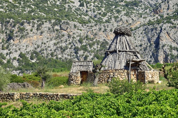 Shepherd's cottage in a vineyard