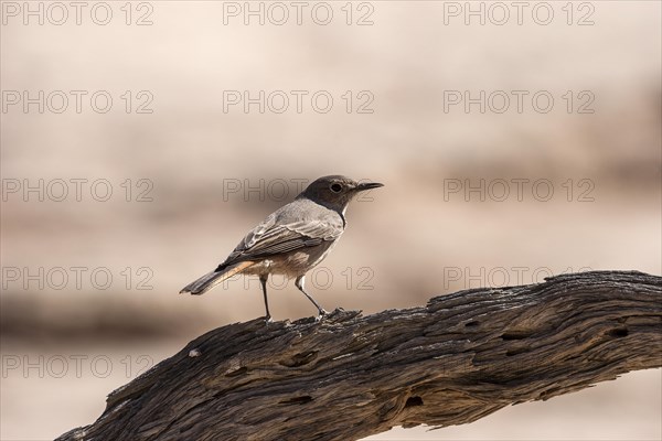 Familiar chat (Cercomela familiaris)