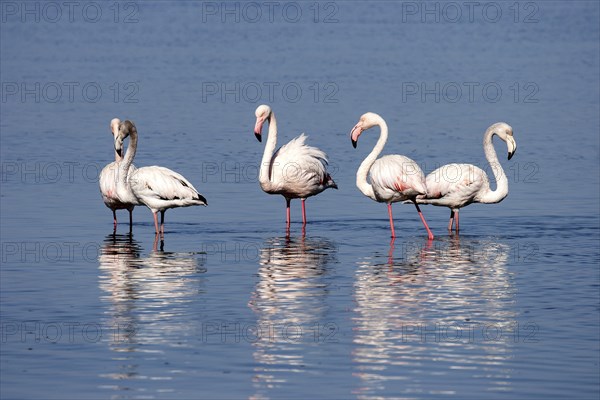 Greater Flamingos (Phoenicopterus roseus)