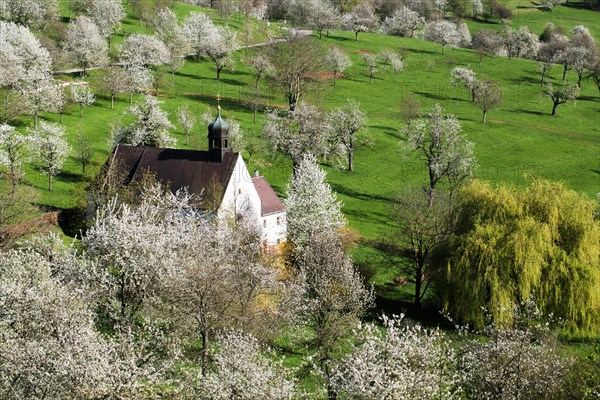 Cherry blossom