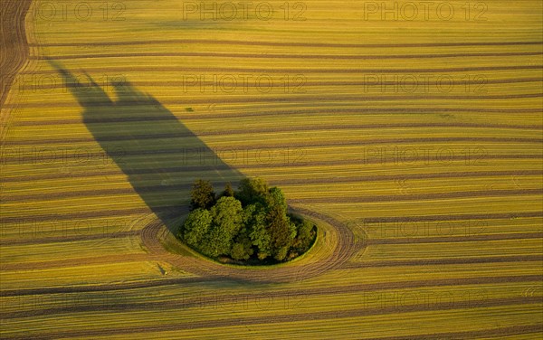 Harvested field with group of trees and long shadows