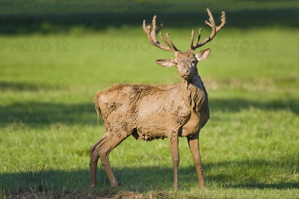 Red Deer (Cervus elaphus) covered with mud