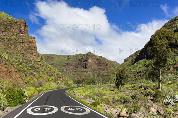Road through the Barranco de Guayadeque canyon near Aguimes