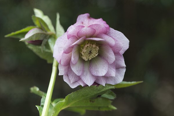 Hellebore (Helleborus orientalis hybrid)