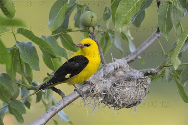 Golden Oriole (Oriolus oriolus)