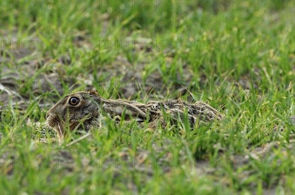 Hare (Lepus europaeus)