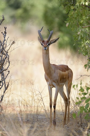 Gerenuk (Litocranius walleri)