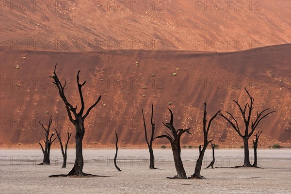 Dead camel thorn trees (Vachellia erioloba)