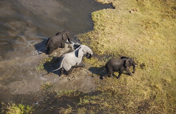 African Elephants (Loxodonta africana)