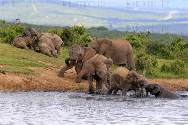 African Elephants (Loxodonta africana)