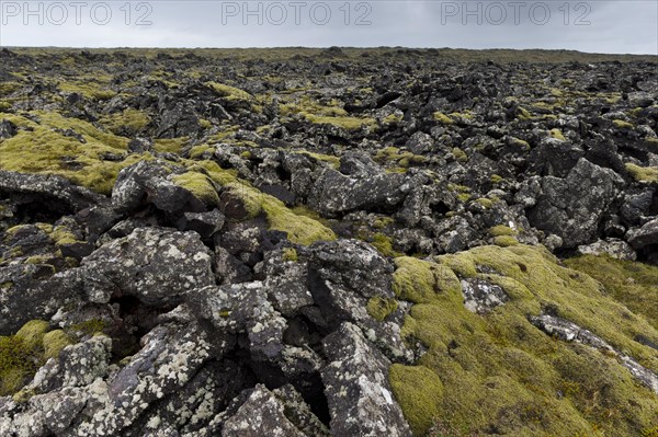 Elongate Rock Moss (Niphotrichum elongatum) growing in a lava field