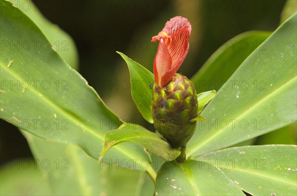 Costus or Sprial Ginger (Costus laevis)