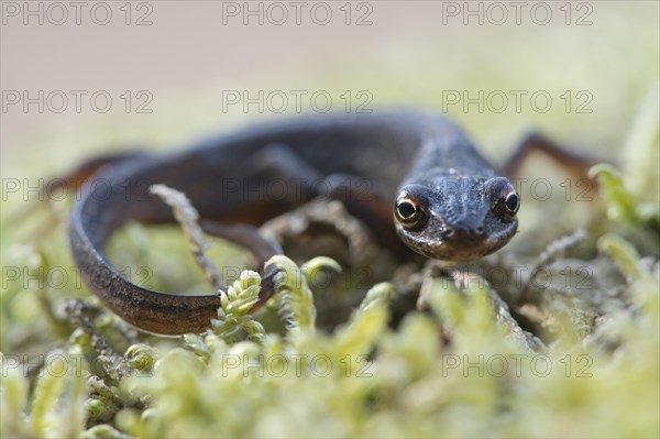 Smooth Newt (Lissotritron vulgaris)