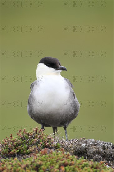 Long-tailed jaeger (Stercorarius longicaudus)
