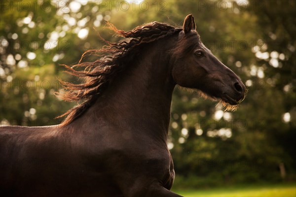 Friesian horse