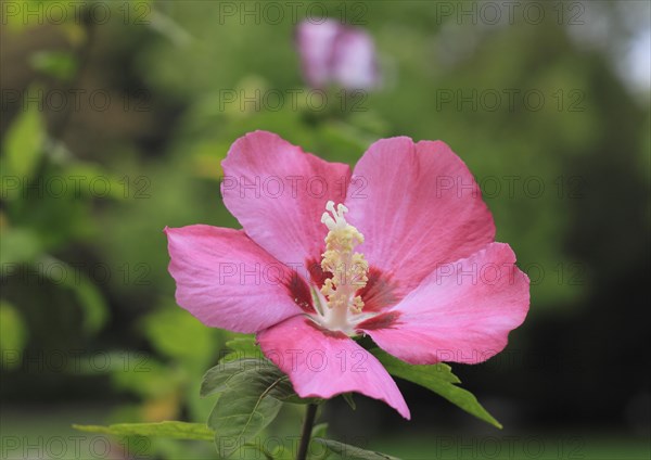 Rose mallow (Hibiscus syriacus)