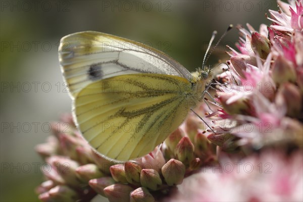 Green-veined White (Pieris napi) on Orpine (Sedum telephium)
