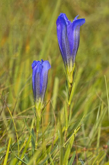 Marsh gentian (Gentiana pneumonanthe)