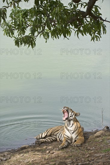 Bengal Tiger (Panthera tigris tigris) resting at a water hole