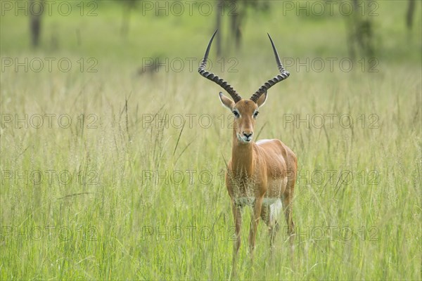 Impala (Aepyceros melampus)