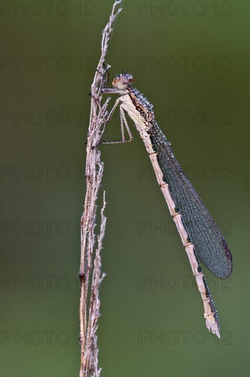 Common Winter Damselfly (Sympecma fusca)