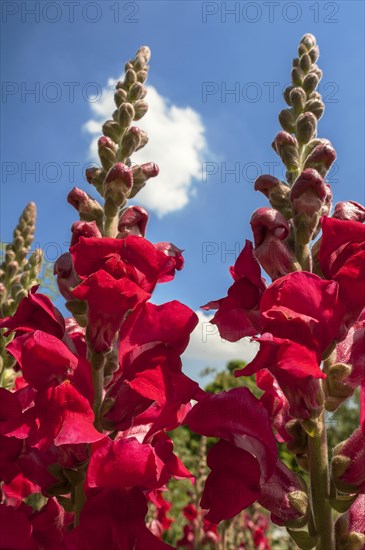 Snapdragon (Antirrhinum majus)