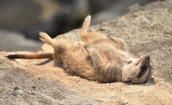 Meerkat (Suricata suricatta)