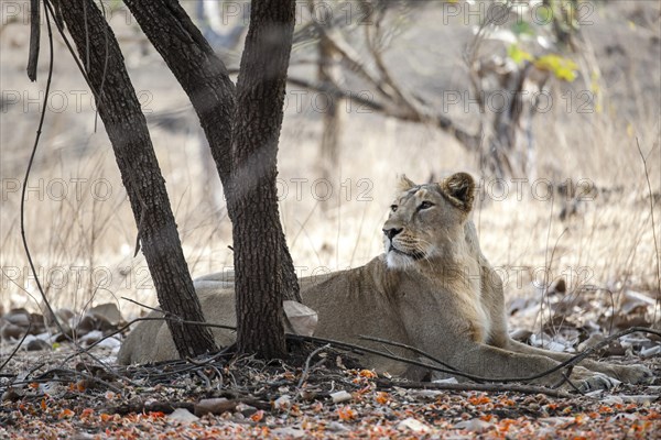 Asiatic lion (Panthera leo persica) resting under a tree
