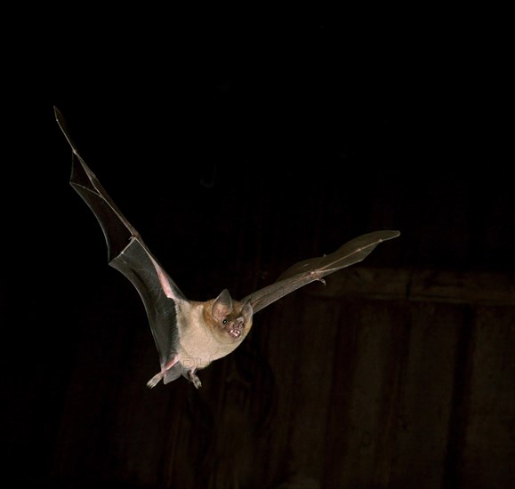 Fringe-lipped bat (Trachops cirrhosus)