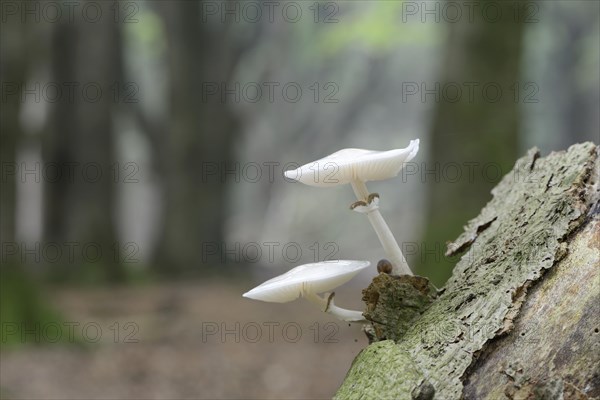 Porcelain Fungus (Oudemansiella mucida)