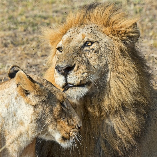 Pair of Lions (Panthera leo)