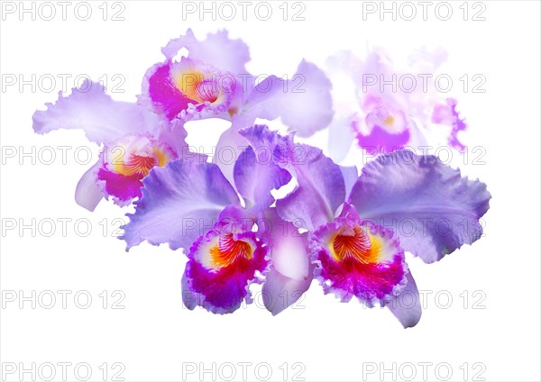 Cattleya orchid (Cattleya atrianae)